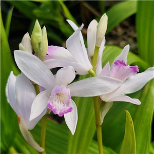 Bletilla Striata 'Kuchibeni'